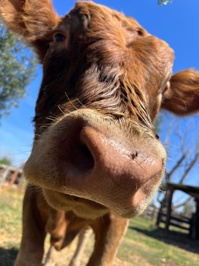 a close up of a cows face